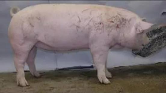 后备母猪
