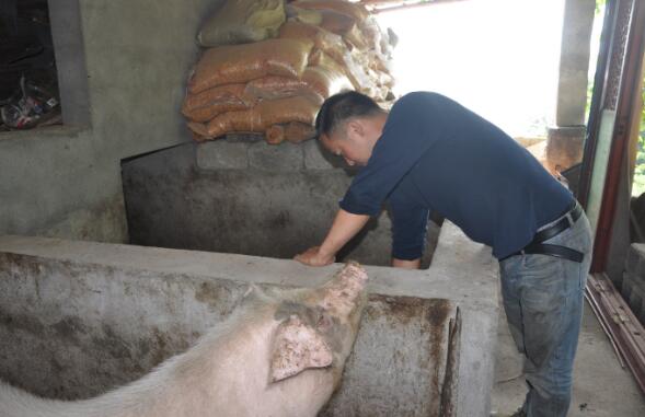 　汪前奎正在喂养母猪