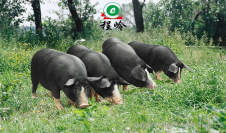 华豚抗性种猪发布会