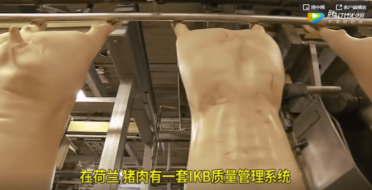 为何荷兰生猪染病能迅速控制住？自带“身份证”可追溯源头！