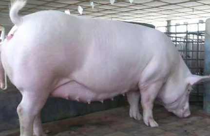 6月20日全国各地区种猪价格报价表，山东省种猪价格始终保持高价！
