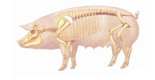 猪跗关节位置图片图片