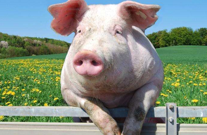 陕西商洛：市组织开展非洲猪瘟防控和生猪生产恢复督导检查