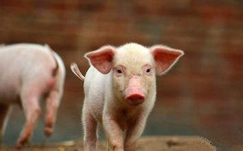 5月中旬至今猪价上涨24.41%，涨势或延续至8月