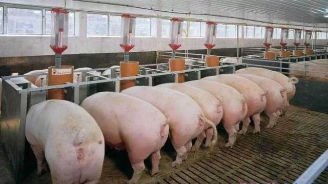 威海市文登区恢复生猪生产，保障市场供应！