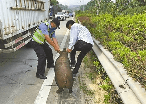 福建仙港：生猪跳车而逃 民警合力追捕