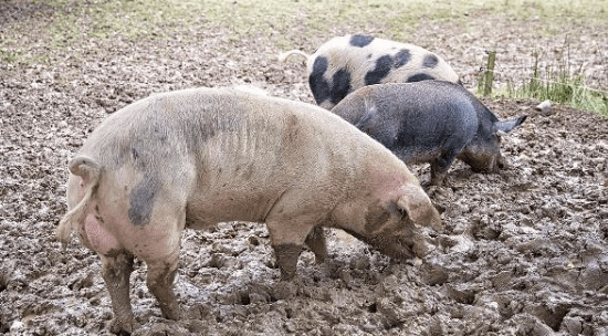 全国收猪运猪实名制能否刺激猪价格上涨？