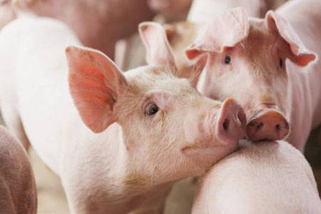 6月25日全国10公斤仔猪价格表，局部地区仔猪价格跌至千元内！