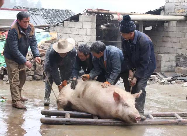 6月26日全国土杂猪生猪价格行情涨跌表，今日土杂猪上涨省份居多，南方小幅回落！