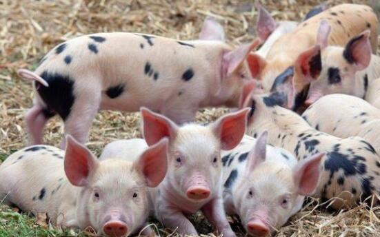 6月27日全国10公斤仔猪价格表，10公斤仔猪价格全国主流价在70每斤！