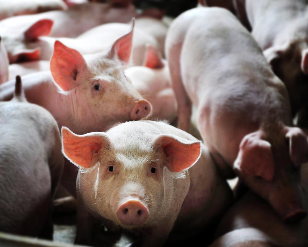 AI养猪 – 数农网 | 数字农业