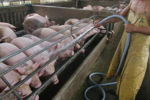 中国养猪业的最佳模式
