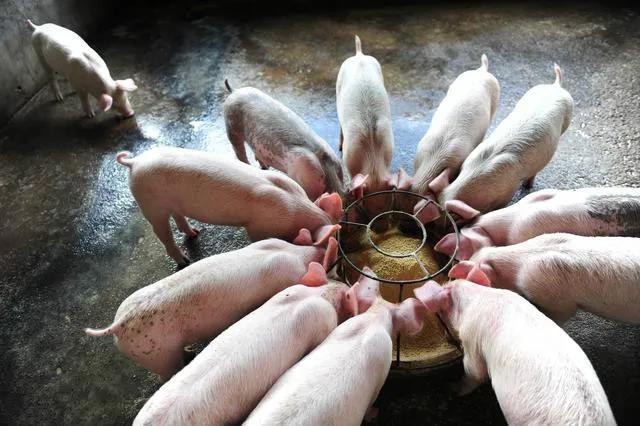 循环经济的模式：中国养猪业的最佳模式