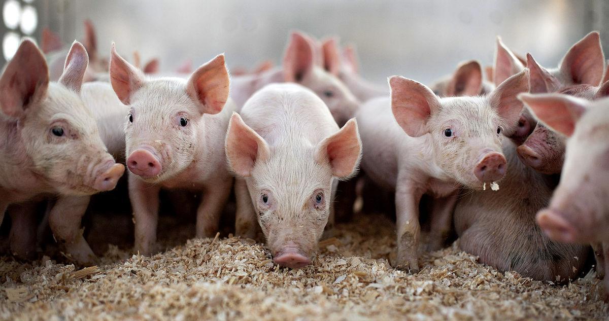 7月1日起饲料禁抗，断奶期间如何保持仔猪的健康