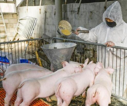 非瘟没走又来了个新型猪流感？中国研究者发现新型猪流感病毒，具有大流行病潜力