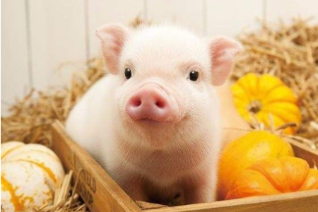 6月30日全国10公斤仔猪价格表，广东省局部的仔猪价格出现下跌！