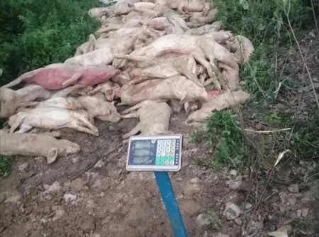 南阳一县出现大批不明原因死猪，数量众多、据目击者介绍……最新回应来了！