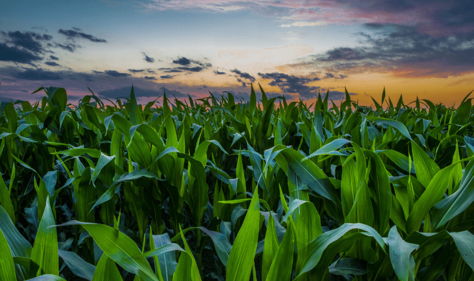 2020年上半年玉米及淀粉行情分析：偏紧预期支撑 玉米价格逞强