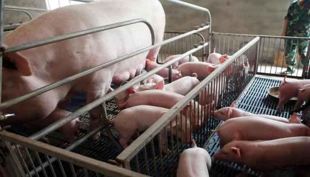 母猪产仔会给母体带来什么影响？该如何避免这些情况的发生？