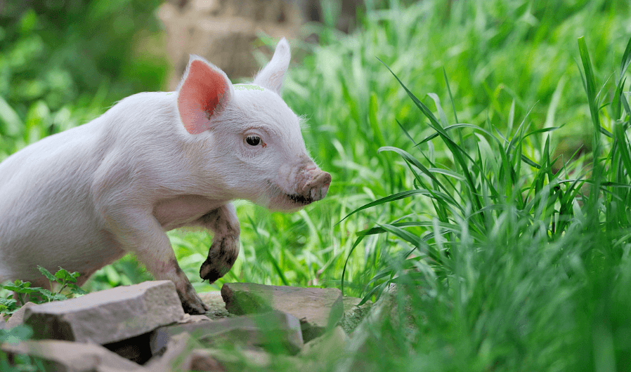 7月5日全国10公斤仔猪价格表，局部上涨，广东单日涨幅最高！
