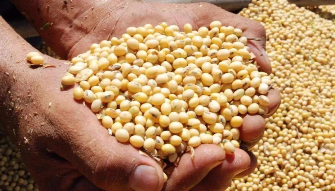 黑色7月：非瘟“抬头”，大豆、玉米价格暴涨