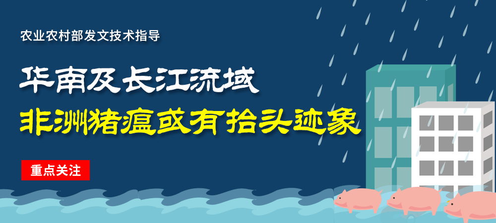 重点关注！华南及长江流域非洲猪瘟或有抬头迹象？官方发文技术指导！