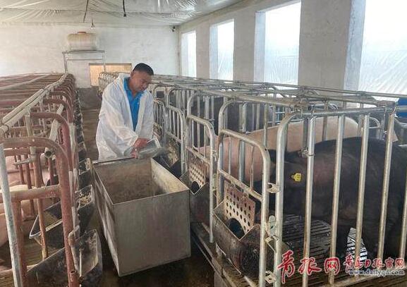 猪场里，养殖户喂养生猪