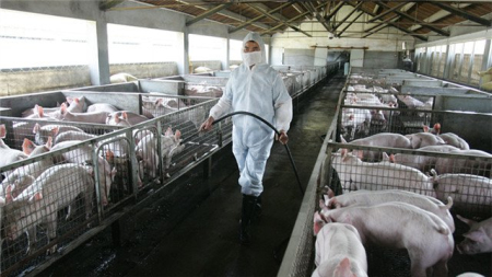 专家精讲：猪场如何做好非洲猪瘟防控？适时调整免疫策略才能养好猪