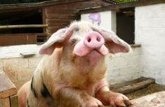 7月9日全国10公斤仔猪价格表，局部省市上涨，某些地区出现下跌