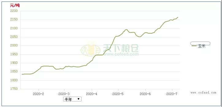 　从价格曲线可以看出，近两个月玉米价格持续上涨。
