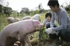 技术连载：种公猪饲养管理要点（一）