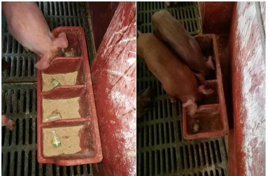 找对方法小猪体重蹭蹭蹭的涨，再也不用担心仔猪长的慢