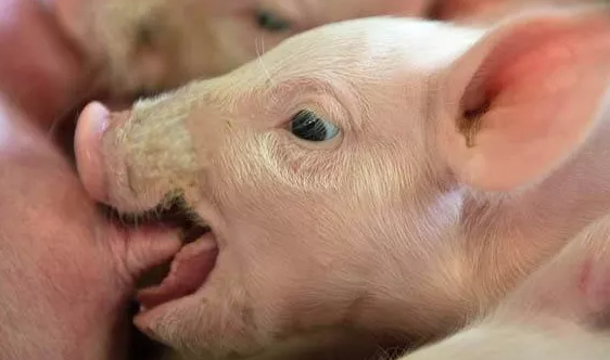 7月11日全国15公斤仔猪价格表，全国仔猪主流价在 1500-2000元/头左右！