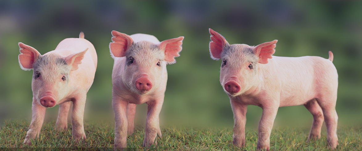吉林省生猪饲养量实现正增长 系30个月以来首次