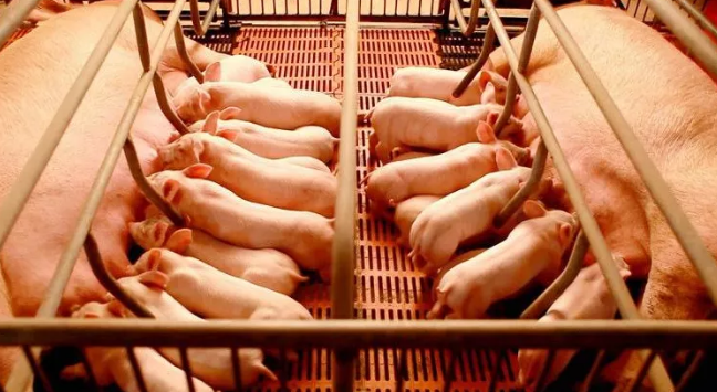 后备母猪批次化生产中：不发情，不明显，不静立，原因你知道吗？