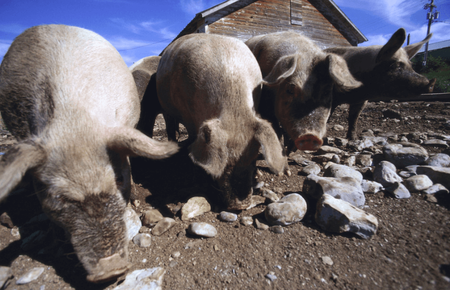 下半年百姓碗里的猪肉有保障吗？——农业农村部有关负责人谈生猪生产热点问题