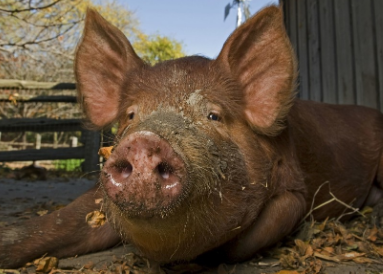 山东邹城市紧盯“防疫病、稳生猪、治粪污”工作目标，确保生猪稳产保供