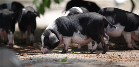 四川：江油市抓好夏季三大行动 强化非洲猪瘟防控