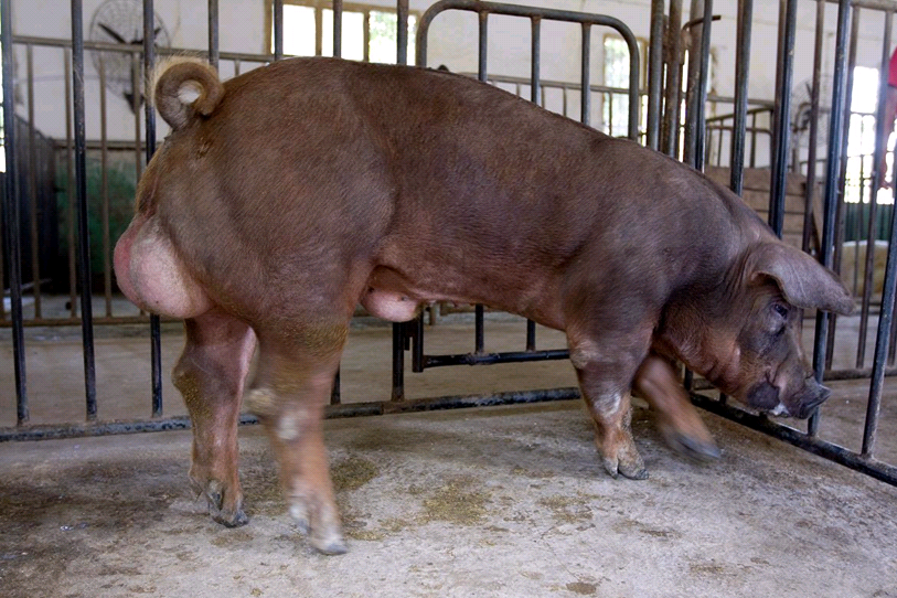 7月15日全国各地区种猪价格报价表，山东诸城二元母猪的每头单价为5500元！