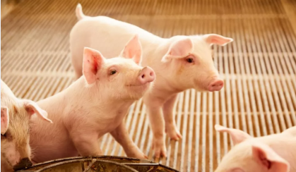 7月15日全国20公斤仔猪价格表，湖北宜城仔猪均价最高！