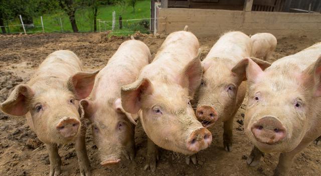天津银行业今年新增生猪产业贷款3亿元