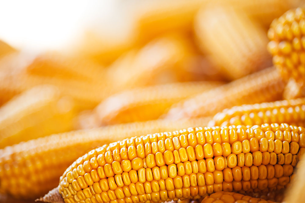 7月16日全国玉米价格行情，玉米价格持续上涨！