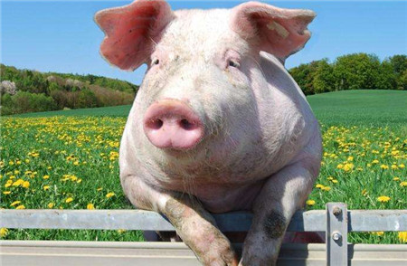 川南四市生猪产业调查：仔猪“身价”飙升 川猪复产 “主战场”打好“主动仗”