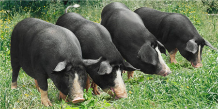 7月16日猪价全面飘绿，刚禁止的进口肉又来！猪价后市要“黄”？