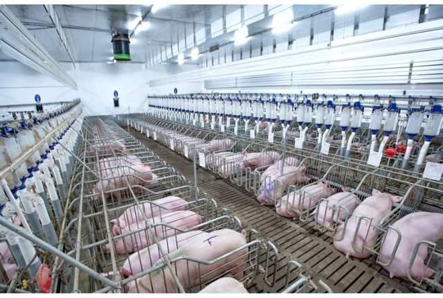 辽宁发布最新“猪”数据：上半年存栏增幅高于全国