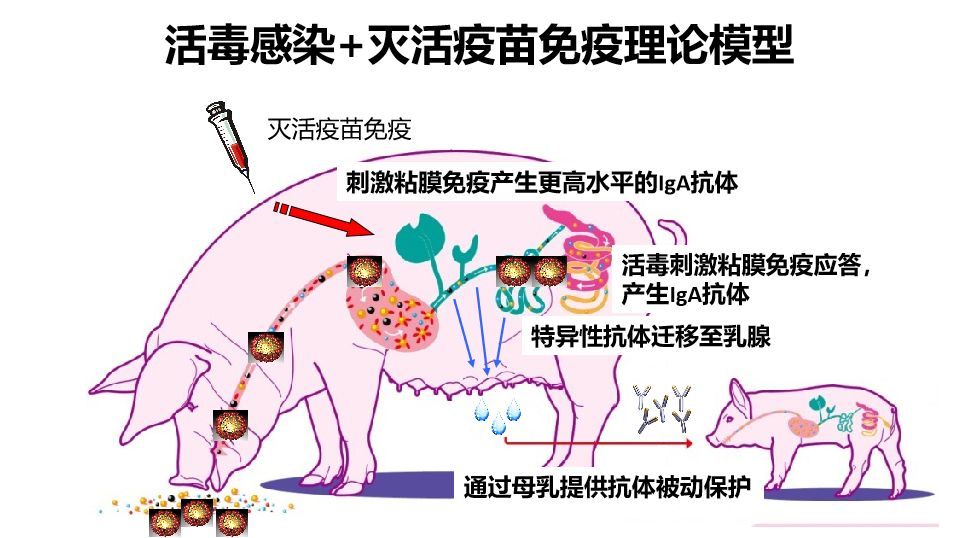 为什么后备猪流行性腹泻的驯化会如此重要