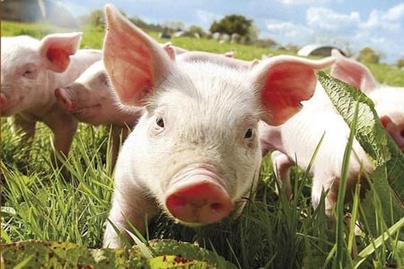 农业部披露最新仔猪价格：继续超100元/公斤，继续创新高