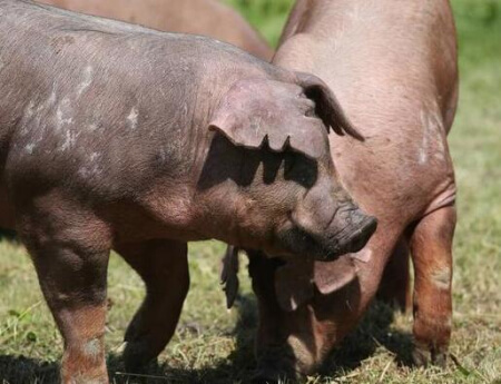 生猪养殖成本和出栏价格“双增长”——1至6月生猪平均出栏价格为34.9元/公斤，较去年同期上涨162.96%