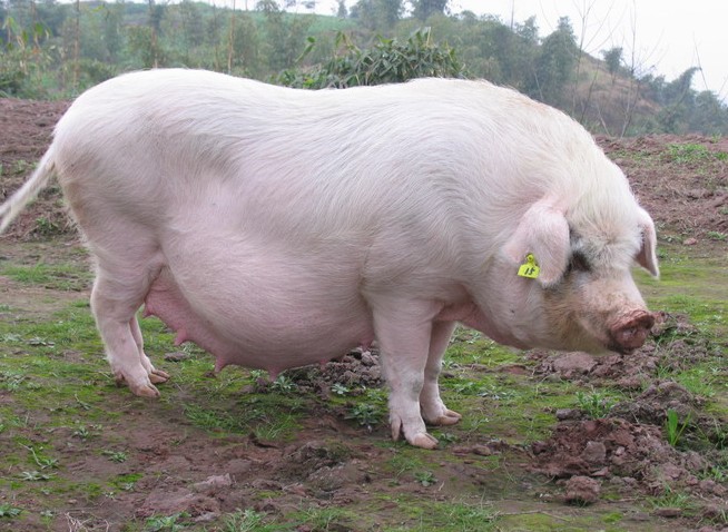 7月18日全国各地区种猪价格报价表，万元每头的种猪依旧存在！