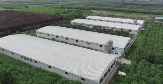 咸阳乾县建成年出栏3万头生猪生态养殖项目基地